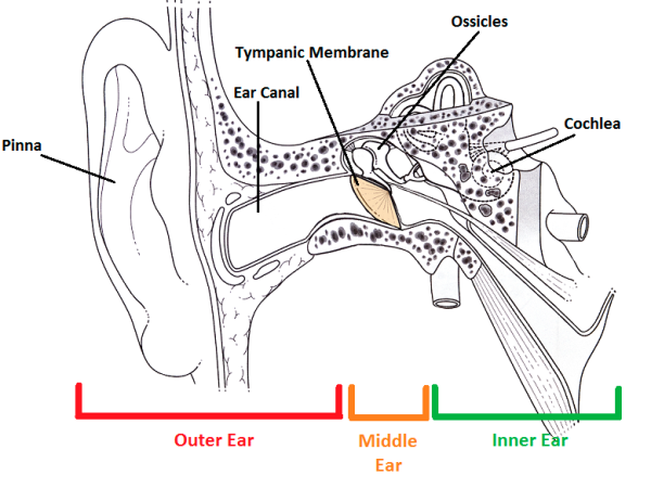 Tympanic Membrane: Definition & Function | Study.com