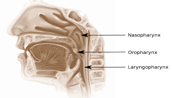 Pharynx: Anatomy & Definition - Video & Lesson Transcript | Study.com