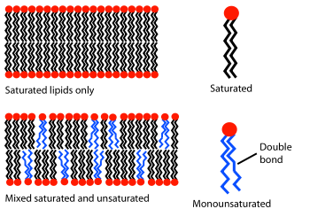 lipid bilayer