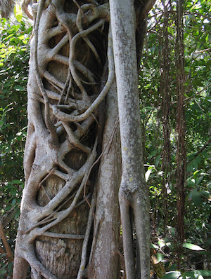 rainforest plants: types & adaptations