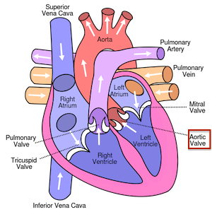 heart diagram