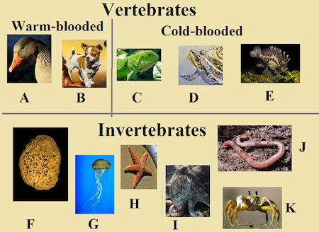 of animals:  the first group is those that have backbones