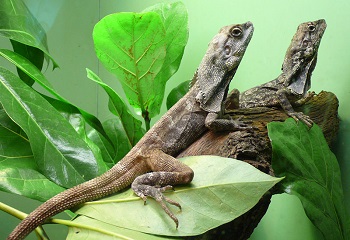 frilled lizard facts: lesson for kids