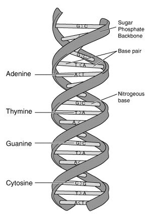 dna structure and bases
