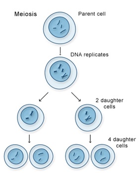 meiosis