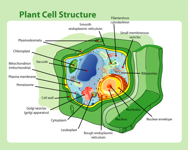 plant cell wall: function, structure & composition