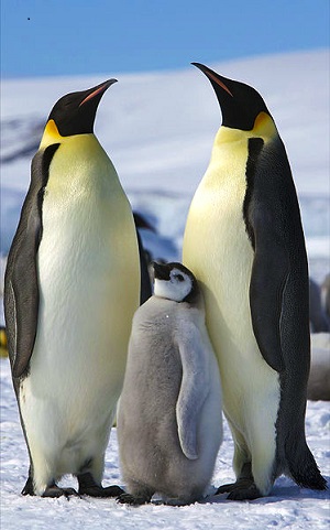 emperor penguin facts: lesson for kids