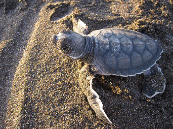 turtle hatchling