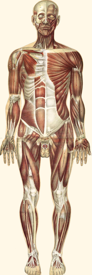 common disorders of the muscular system