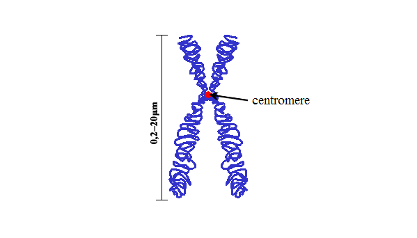 a diagram of sister chromatids attached at the centromere region