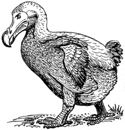 dodo bird facts: lesson for kids