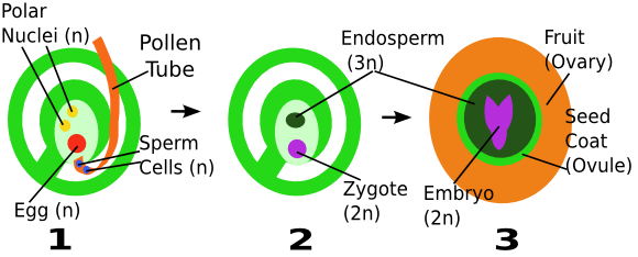campbell biology chapter 38 key terms
