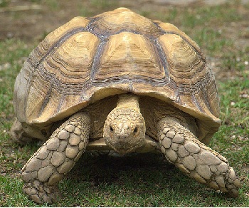 turtle vs. tortoise: lesson for kids