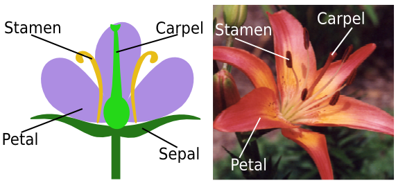 parts of a flower carpel