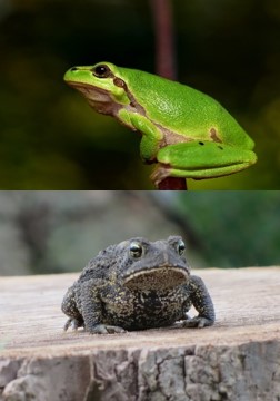 frog & toad