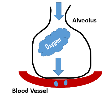 oxygen passes through the walls of the alveoli and into the