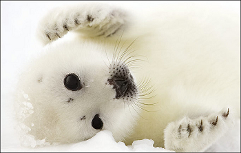baby harp seals are known for their fluffy white coat.