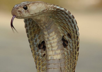 king cobra facts: lesson for kids