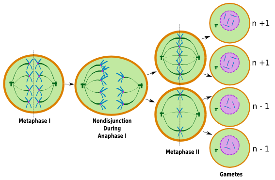 nondisjunction in meiosis: definition & examples