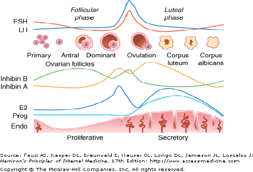 diagram of fsh and lh ovarian cycle