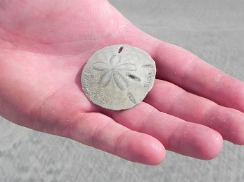 sand dollar facts: lesson for kids
