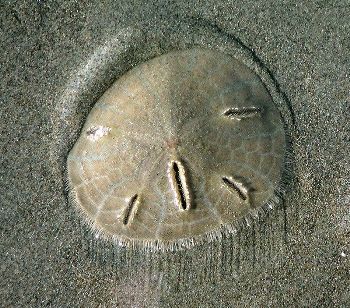 sand dollar facts: lesson for kids