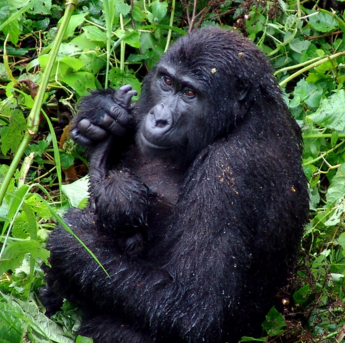 habitat of gorillas: lesson for kids