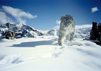snow leopard facts: lesson for kids
