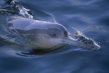 yangtze river dolphin