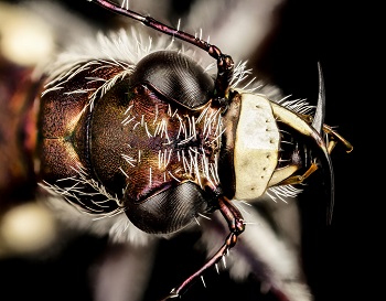 picture of tiger beetle mandibles