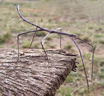 walking stick insect