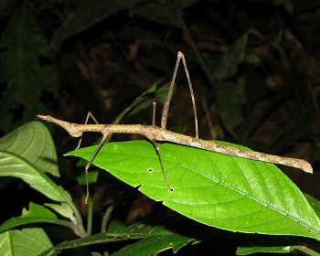 walking stick grasshopper