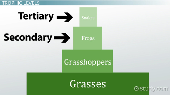 trophic efficiency & ecological pyramids: definition & examples